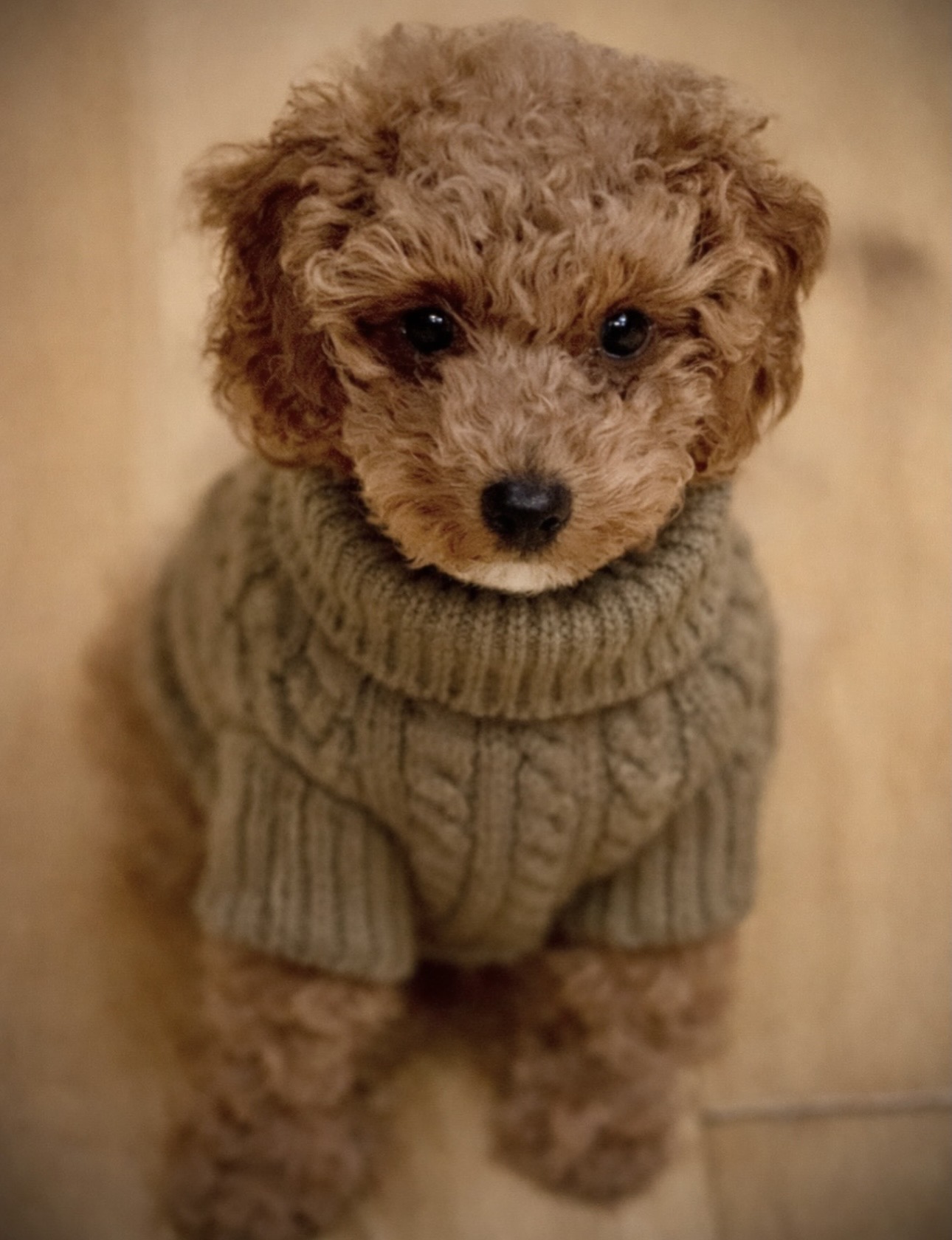 The Bloom & Bark Puppy Pack, beautifully prepared for your new arrival