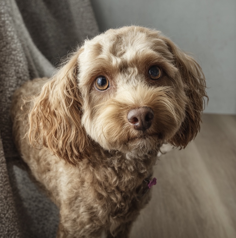 Mabel, the gentle mother of the Jewel Collection puppies
